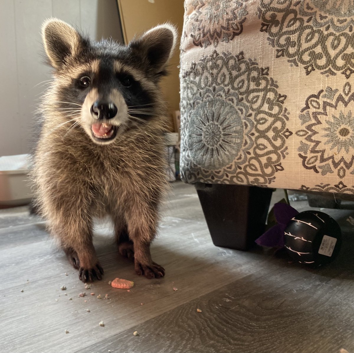 happy Sunday, furfriends! we’re enjoying treats!
