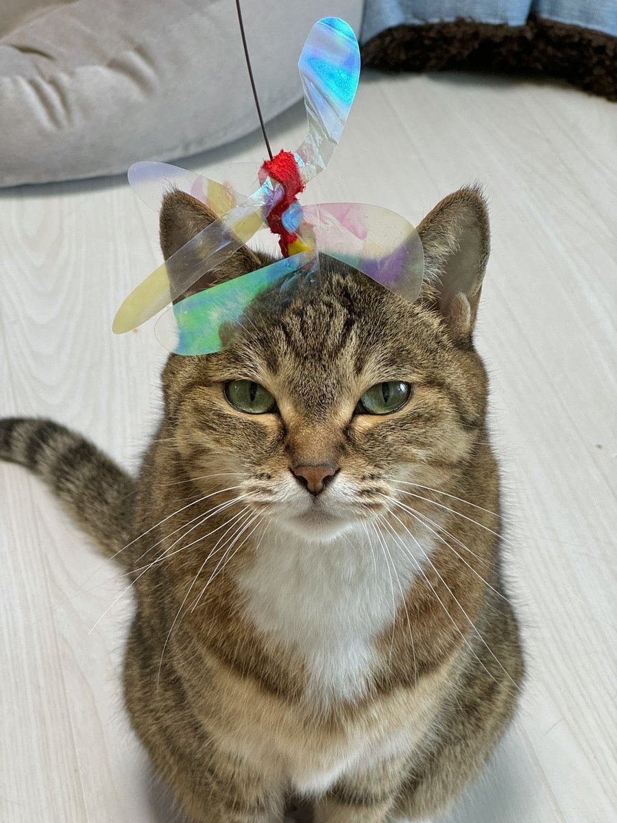 분명 지가 먼저 놀자고 카샤카샤 물고왔음
근데 흔드니까 관심도 없음
내 성의가 부족한가 하고 더 열심히 열정적으로 흔들었음
근데 저러고 쳐다보기만 함….