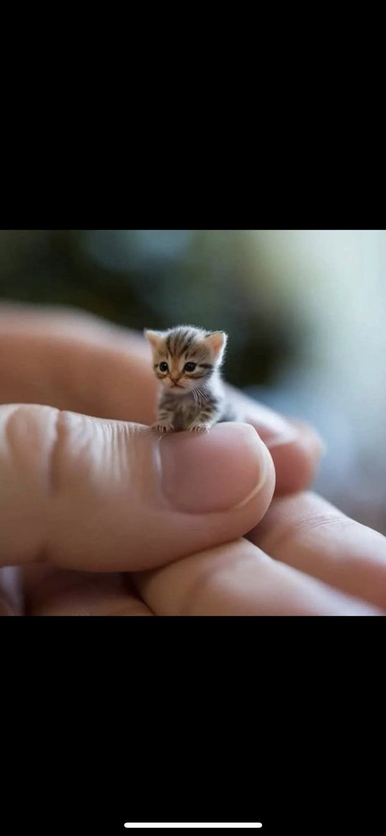 DegenPlayOnly's tweet image. $1cm #1cm @1cmcat_ achievements so far.

Dev is out.

Over 1k holders.

Dex paid.

No 10 at Trending

New Meta.

Below 200k Mcap.

CTO Team 💪

Less than 2hrs created.