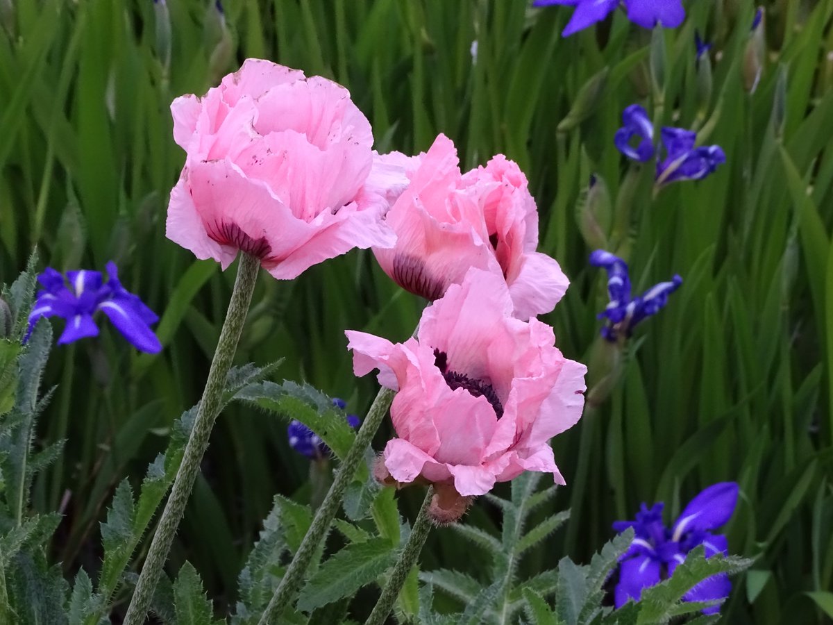 Reminder that our AGM is at Tapeley Park Gardens on Tuesday 20 August. 11am with the opportunity to join tours of the Italianate Gardens and Agroforestry Garden. Full details on the home page of our website. We look forward to seeing you there!