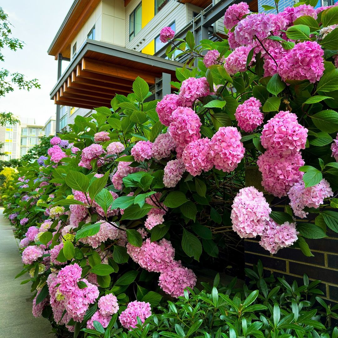 Catch the hydrangeas this summer at River District! These beautiful blooms typically flower from June until August in BC. It’s all part of the #riversidevibe 💐 

📸ig: episodic.imagery