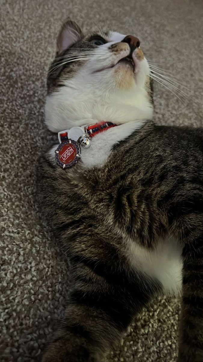 Pawsonify's tweet photo. 😻 This kitty is rocking the Inuyasha pet tag and collar like a true demon slayer! Ready to pounce into Kagome’s heart and steal the show! 💥🐾
#Pawsonify #PetCosplay #GiftforHim #GiftforHer #AnimeCosplay #PetFashion #CosplayPets #AnimeInspired #PetAccessories https://t.co/S2HI3VRKfe