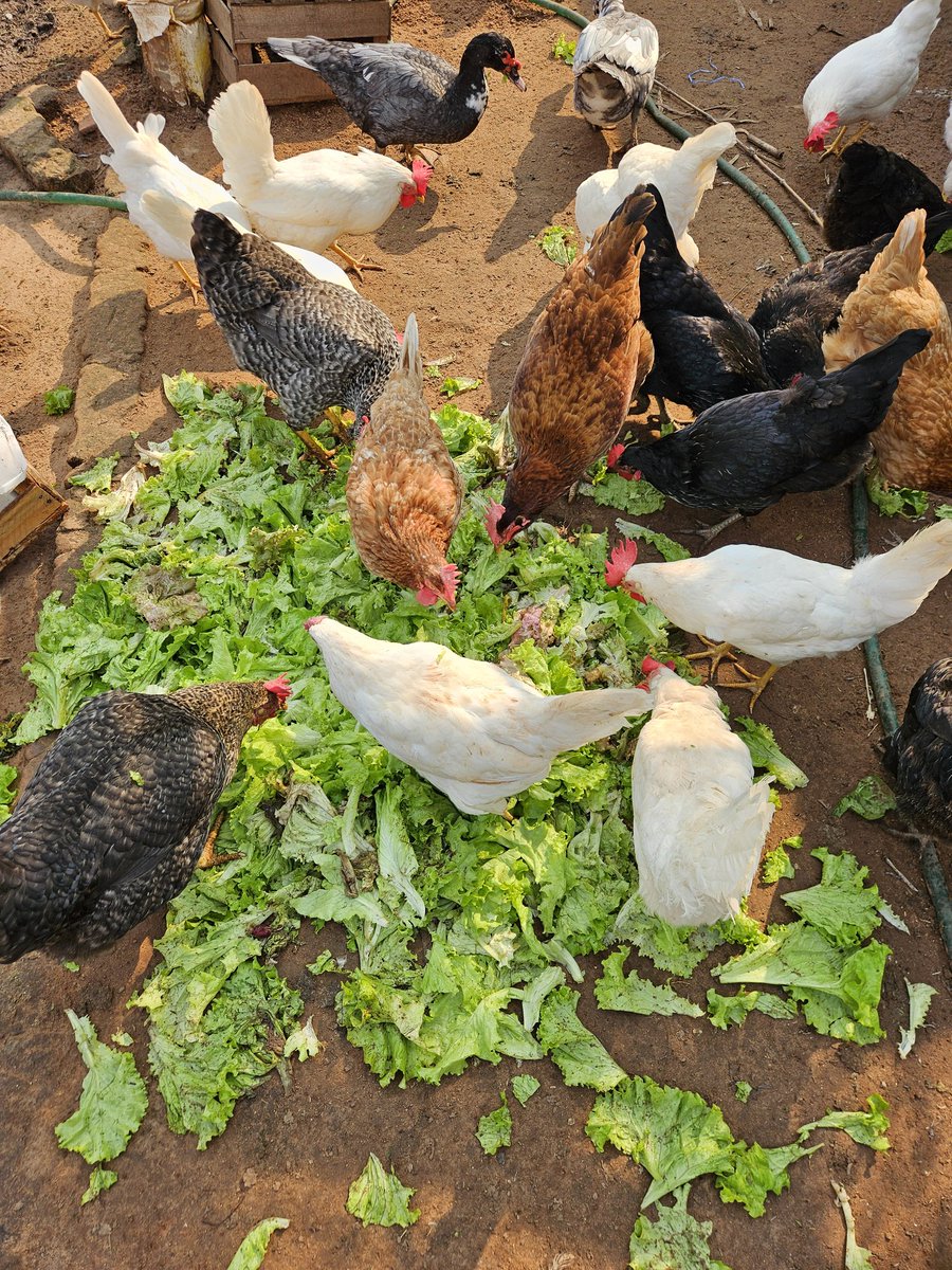 Armando Barreto tweet media