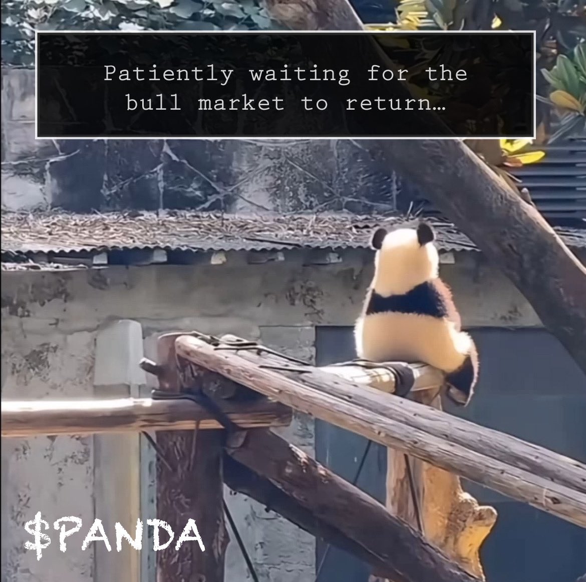 Panda tweet media