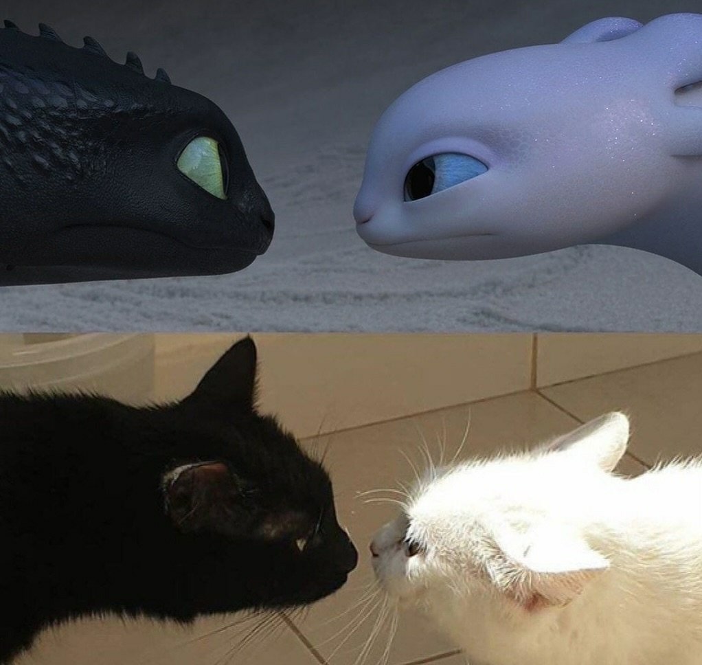 cats with powerful impression 🐾 tweet media