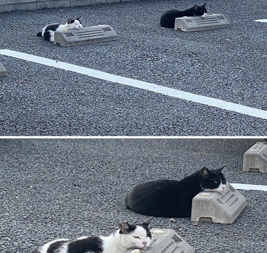 WeAssessCats's tweet photo. 🚗 https://t.co/6hmQfyzMkn