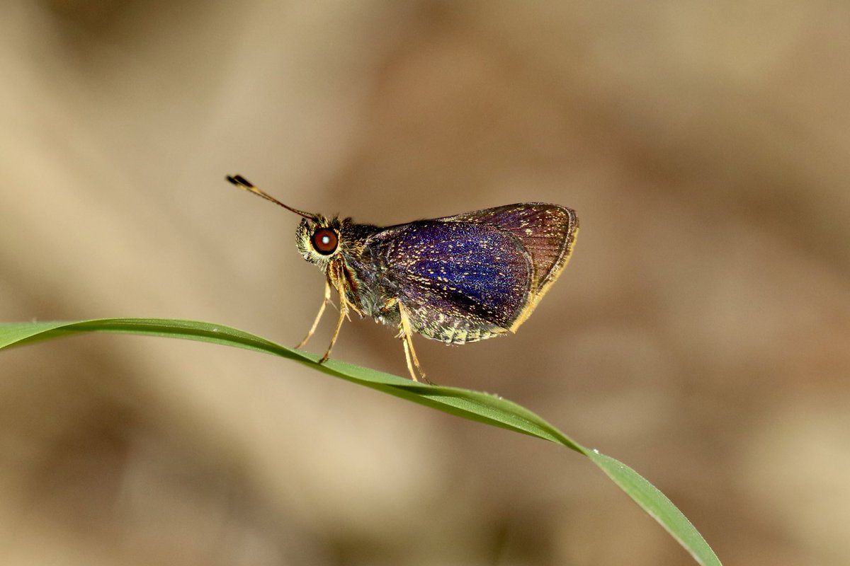 I miss the Neotropics; you never know which species you’re gonna see next! 🤩
Mnasitheus chrysophrys
Panama
May, 2023