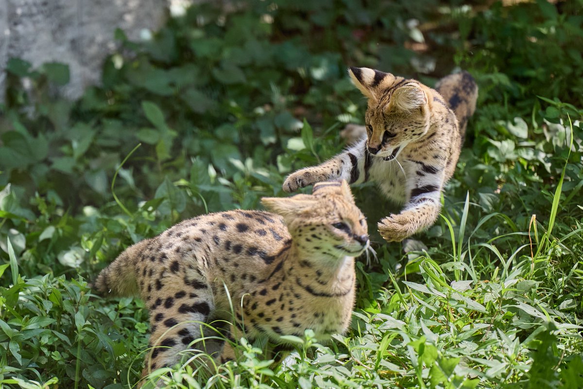 kazz256's tweet image. 元気いっぱい

アポロとアキの子達。名前はまだ無い(未公表)😺

#サーバル #Serval
#多摩動物公園