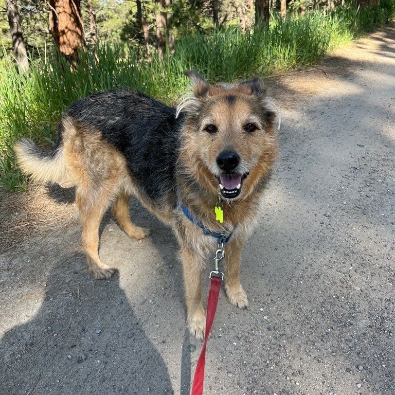 WalkedByDogs's tweet photo. Duke loves his adventures with Puptender Kristin, and is always looking for a friend to pack with! Could it be your pup(s)?⁠
.⁠
Learn more about our pack program at https://t.co/2WGYEJdwwd⁠
.⁠
#DogsColorado #MileHighPooches #DenverCODogs ⁠
#DogsOfDenver #DogsOfColorado https://t.co/0PhxUGFwhx