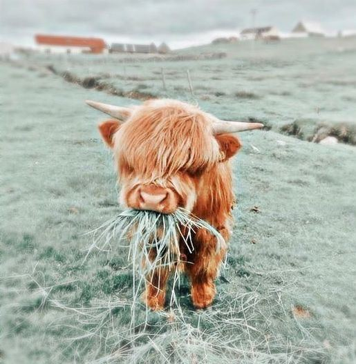 MOO tweet media
