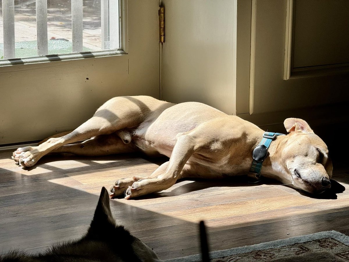 🌞🐾 Always Look at the Sunny Side of Life! 🐾🌞

Hey friends! 🐶💛

As a half Pitty, Exo knows how to find the sunshine in every moment! Whether it's basking in a sunbeam, playing fetch in the yard, or just snuggling up with his favorite humans, he alwa… instagr.am/p/C-QNvIrN4Ta/