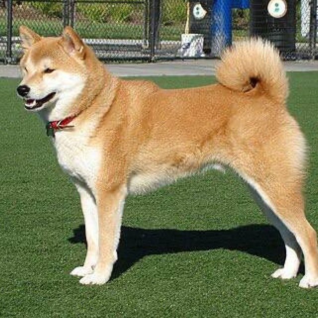 BUY $SHIBA

HOLD

LAMBO
 t.me/shibakencoinerc
shibakenerc.com