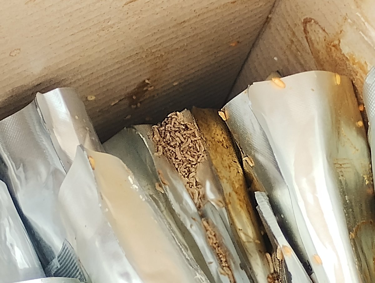 markwhyatt's tweet image. Just purchased these from @AldiUK and well i can tell you now if there was smell o vision then you would all be 🤮🤮🤮. Certainly wont be feeding these to my cat's #catfood #maggots #ALDI #goneoff