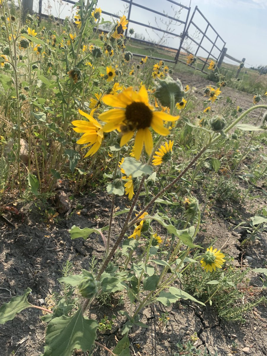 These may be considered weeds- but the bees are sure enjoying them today!