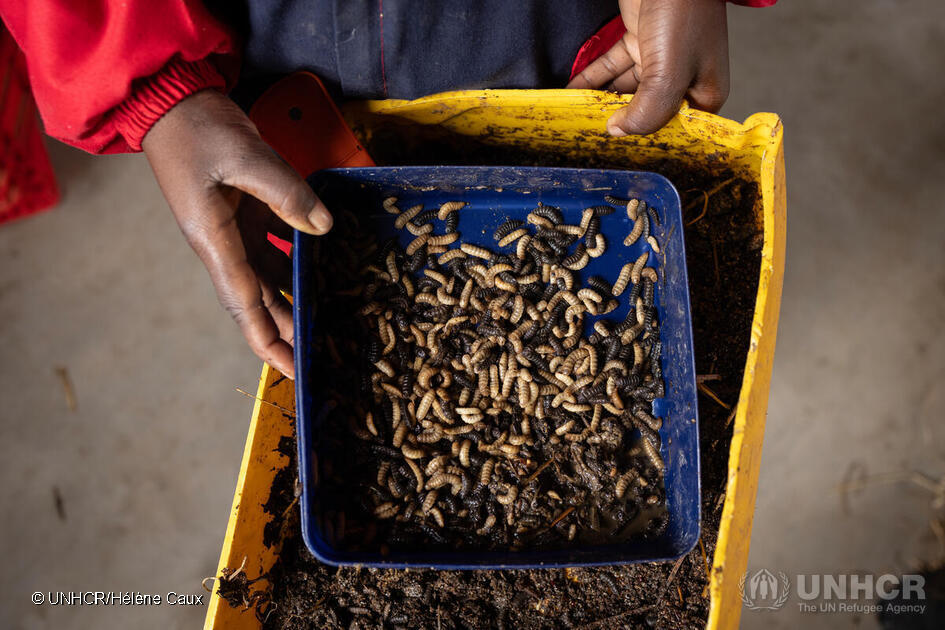 Refugees's tweet photo. Meet Francine, a remarkable woman who transformed her life with the help of insect farming!🐛🐔

After fleeing violence in DR Congo, she now supports her family in Zimbabwe by raising black soldier flies. 

Find out more about this innovative approach: https://t.co/0yJJBsIMPh https://t.co/a2nb4UjtJK