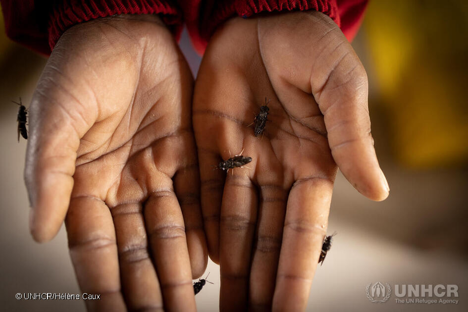 Meet Francine, a remarkable woman who transformed her life with the help of insect farming!🐛🐔

After fleeing violence in DR Congo, she now supports her family in Zimbabwe by raising black soldier flies. 

Find out more about this innovative approach: bit.ly/3WPey9y