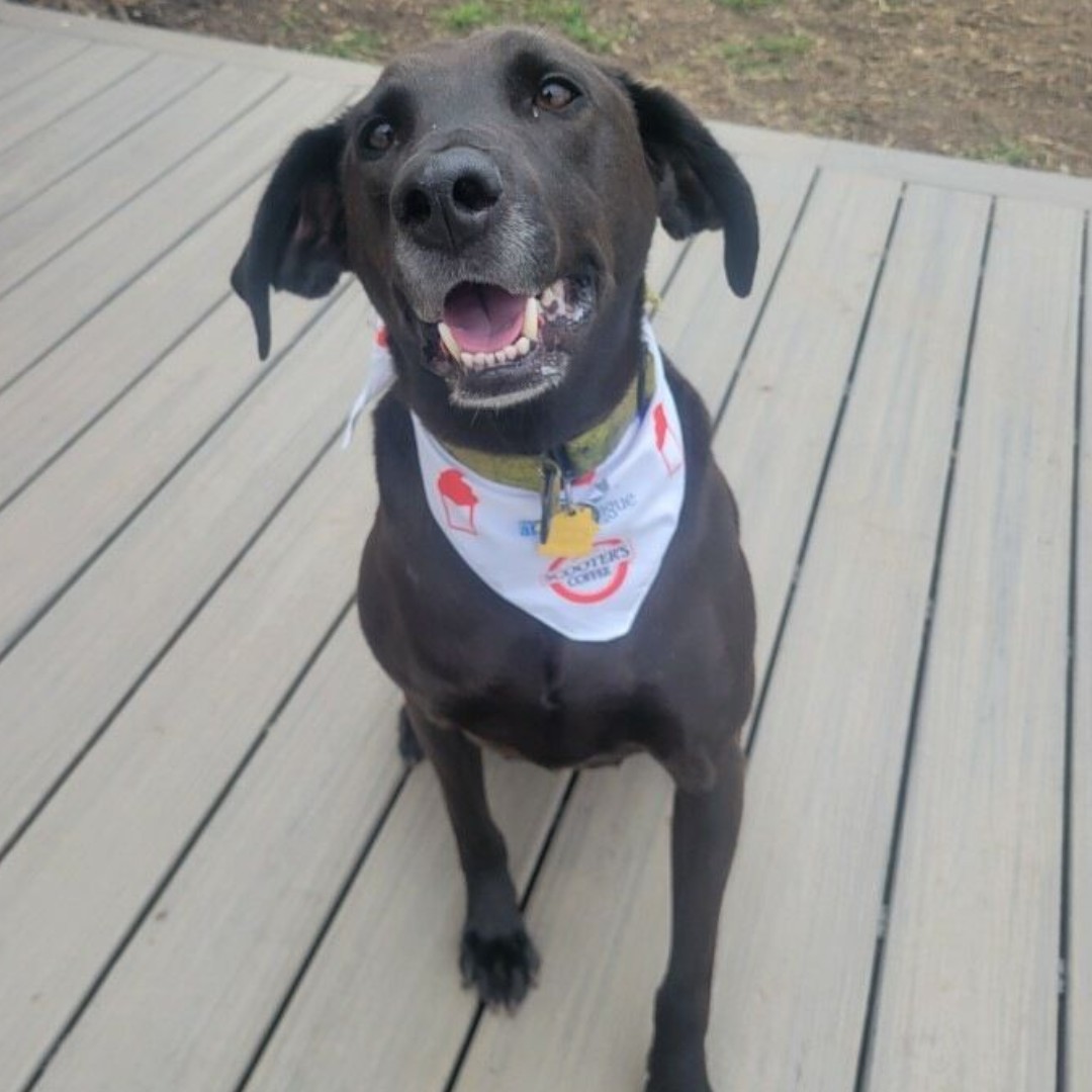 AnimalLeague's tweet photo. Meet Max! (#LA0003) Max is an active, friendly four-year-old lab mix who is looking for an experienced owner to give him a life full of adventure! To get to know Max better, email Courtney at CourtneyS@animalleague.org. #GetYourRescueOn #Adopt #AdoptMe #LabMix #AdoptMax https://t.co/MNK3tRIv8E
