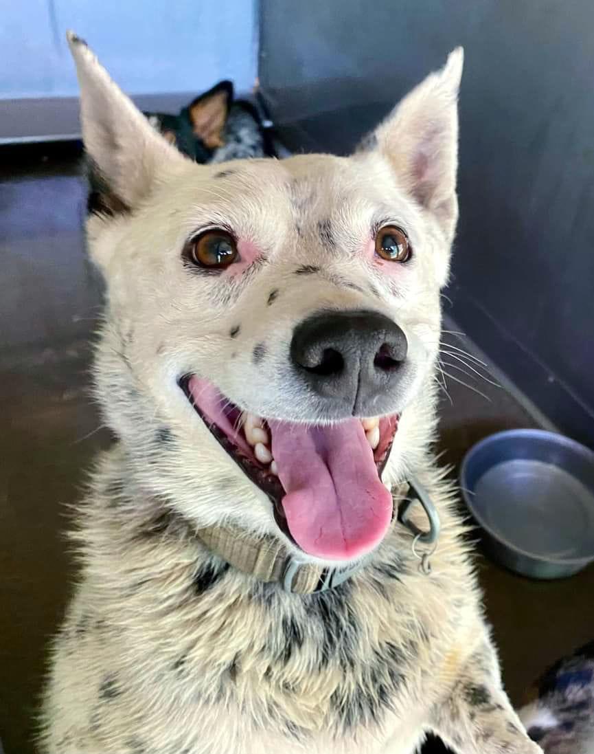 BearyHappy04's tweet photo. 🚨URGENT: Can be KILLED at any time 

San Bernardino #California 

Ice Cream A568449
Male, 10mths intact
Happy, sweet, wants love
Friendly w dogs &amp; has kennelmates

Rescue:
sbrescue@sbcity.org

San Bernardino City Animal Control
333 Chandler Place
#CA 92408
#dogsoftwitter MORE ⬇️ https://t.co/UAG8Z5FBFH