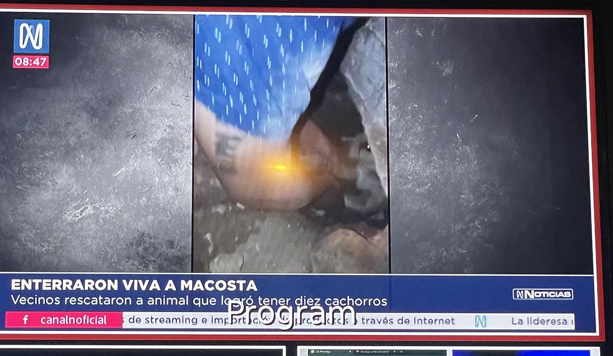 iosoimanuel's tweet photo. “Enterraron viva a mascota” y yo me pregunto “¿Quiénes somos más animales, las mascotas o nosotros?” Vivimos una realidad inimaginable. https://t.co/Vz6oXJoD6l