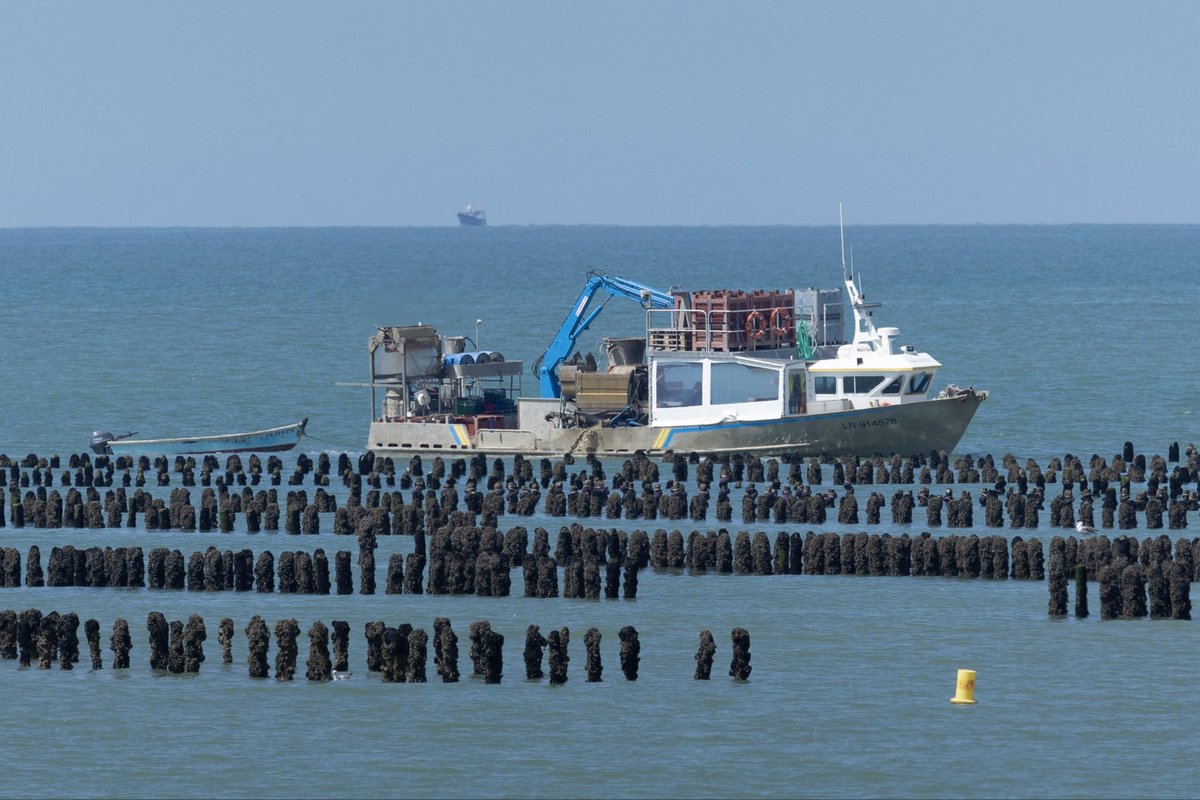 Mussel farming. Bouchot mussels. Trust me, they are good! Vendée, France. 

#musselfarming #mytiliculture #boat #seascape #mussel #bouchot #moules #Vendée