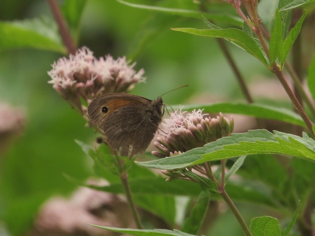 Nathalie Mahieu tweet media