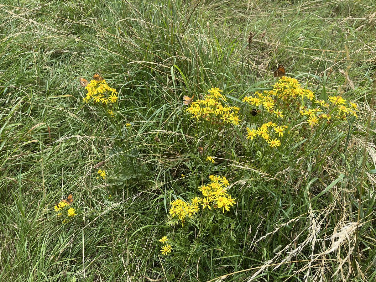 Nathalie Mahieu tweet media