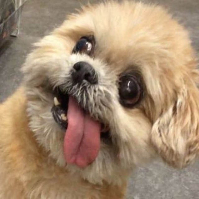LaylaETH100's tweet photo. 🚨 Market Alert: $IRAN surged to $700k in minutes, likely an artificial pump—expect a drop! Meanwhile, #RetarDog, once at 100k, is now at 10k MCAP. I see a strong comeback brewing with potential for big gains! 📈🐶 #Crypto #InvestSmart #ArtificialPump #RetarDog https://t.co/bHzVxZNkqH