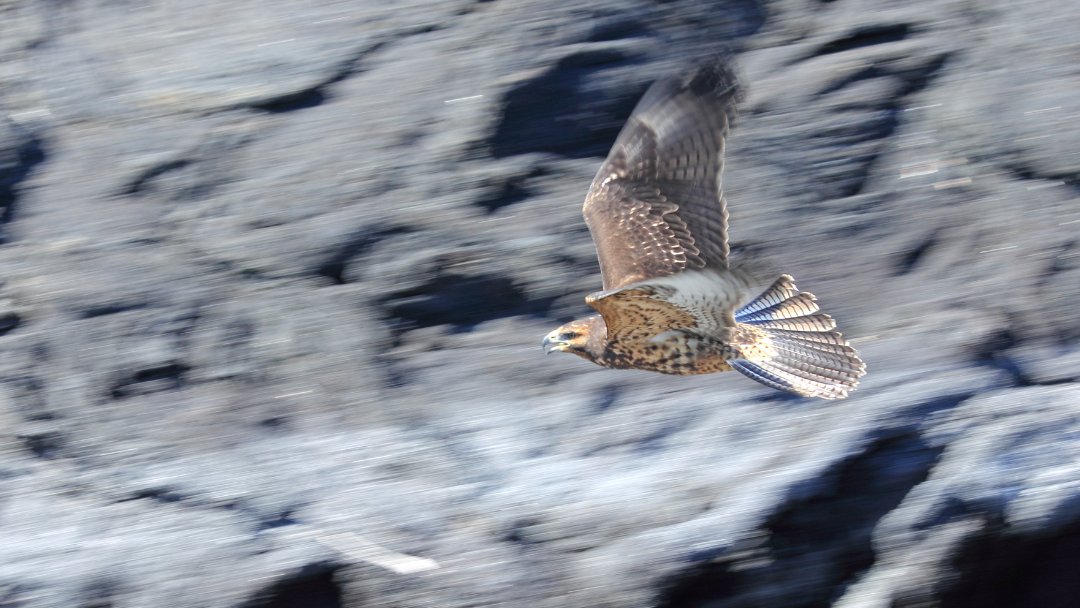 Positioned at the top of the terrestrial food chain, the Galapagos hawk is an apex predator and an excellent hunter. Sadly, it's one of the world’s rarest raptors, with an estimated population of just 150 breeding pairs in Galapagos: tinyurl.com/GalapagosHawk

📷©️ Lindsey Atkinson