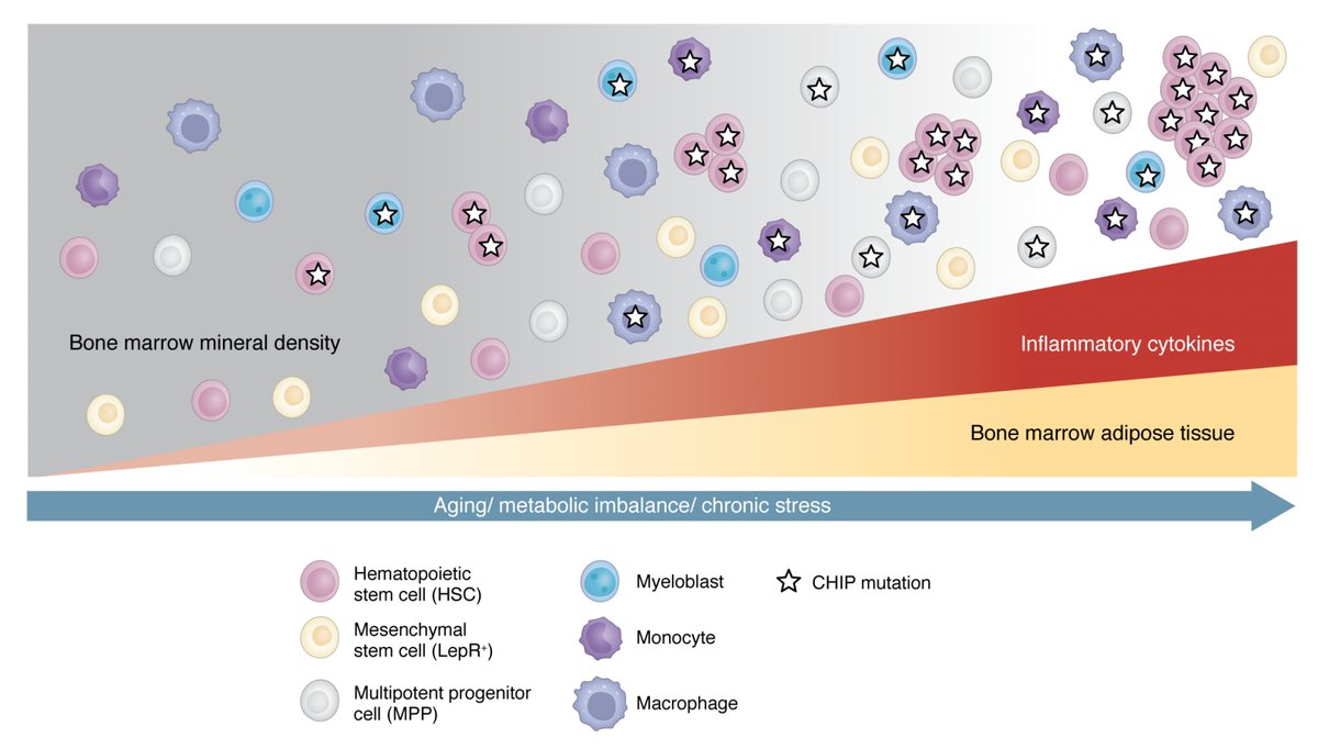 We keep ignoring CHIP (clonal hematopoiesis of indeterminate potential= mutations in our blood stem cells) even though it is no longer "indeterminate." A key marker for risk of cardiovascular events and blood cancers. It should be routinely assayed in older adults.
