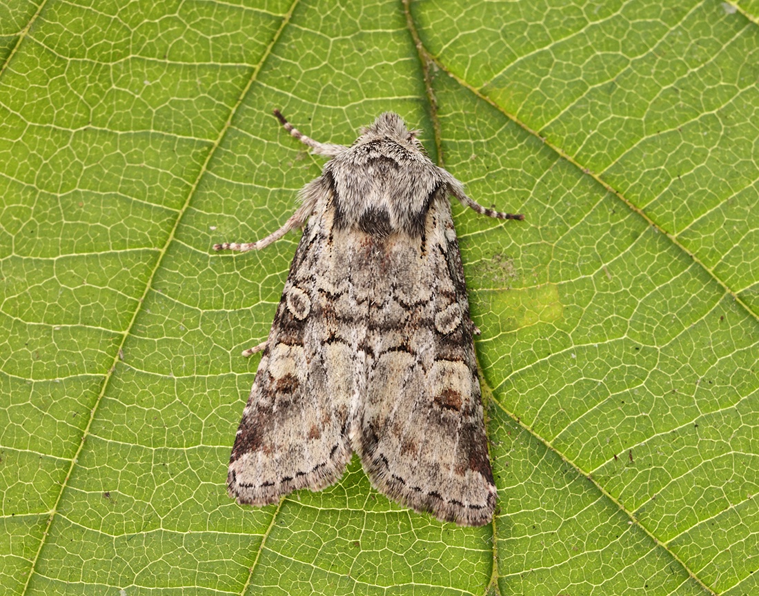 Iain H Leach tweet media