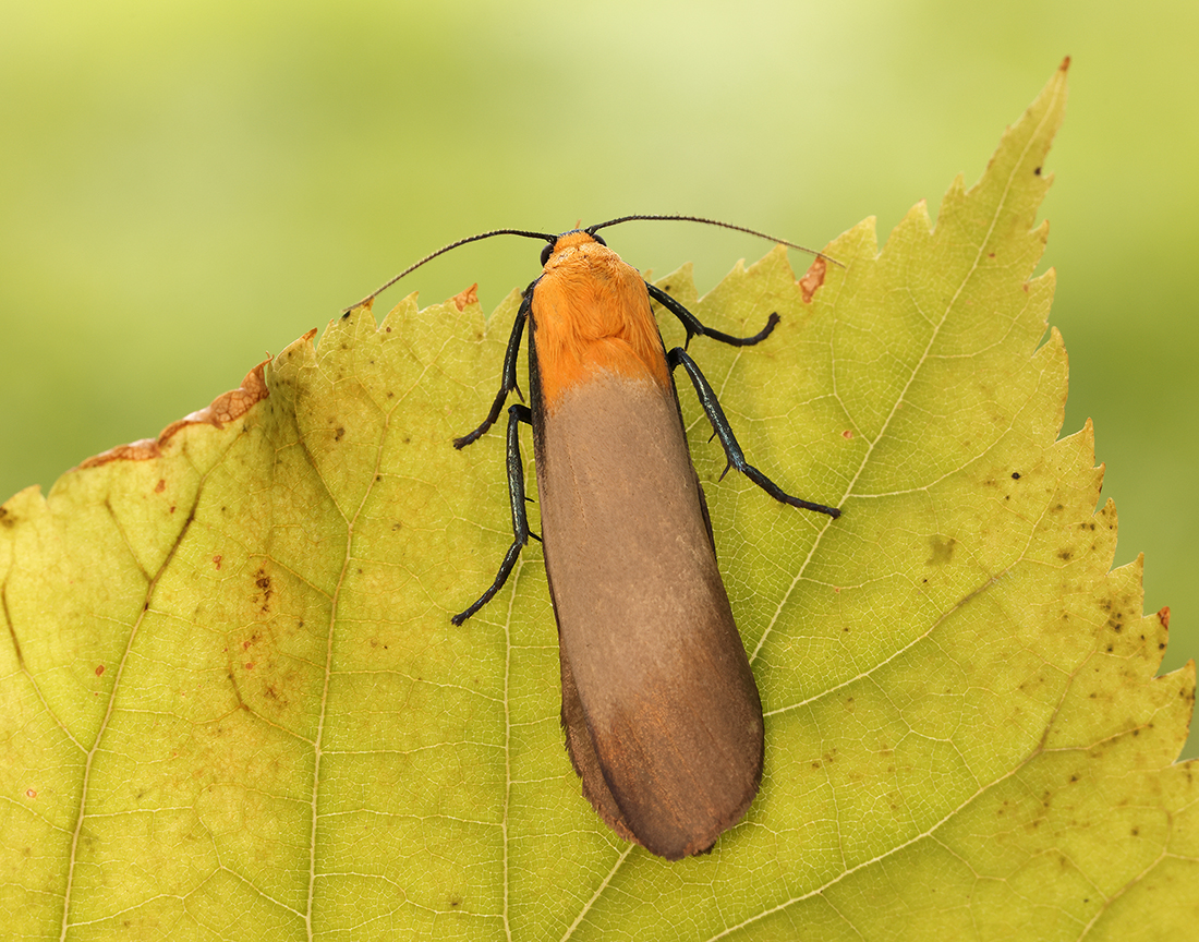 Iain H Leach tweet media