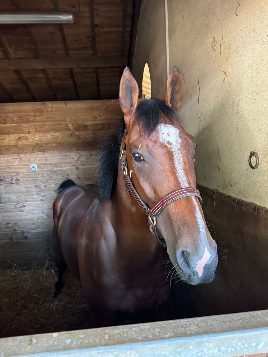 EcurieVivaldi's tweet photo. Notre joli Boniface (deux ans) nous a bien fait plaisir aujourd’hui au Lion d’Angers en gagnant d’emblée dès ses debuts avec la manière ! Merci à son entraîneur @anastasiawattel et à son équipe ainsi qu’au jockey @hugolebouc. Un bel achat de @martbika chez @InfoArqana https://t.co/nRCyXgFmUN