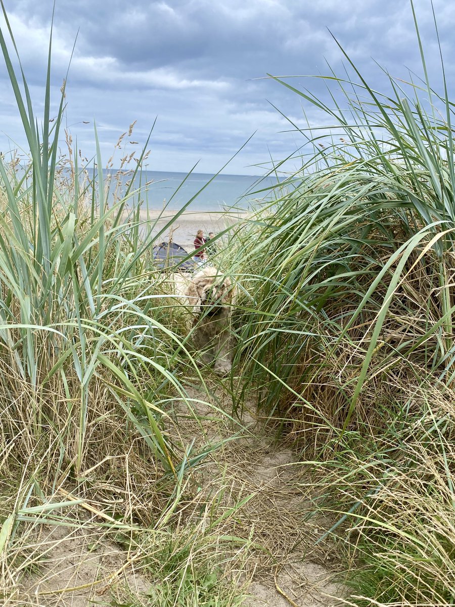 SpanielsSuper's tweet image. Where’s Isky?
I’m hiding mum because I’m having such a good time I don’t want to go home 😑
#FiveMoreMinutesMum #Please #BeachBoy