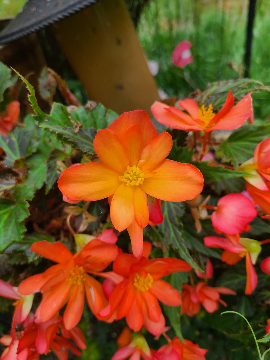 StBridgit's tweet image. Coffee in the garden - my flowers went crazy this year 💐🐝 💚