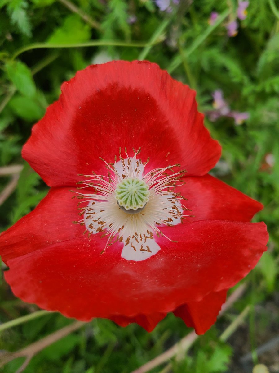 StBridgit's tweet image. Coffee in the garden - my flowers went crazy this year 💐🐝 💚