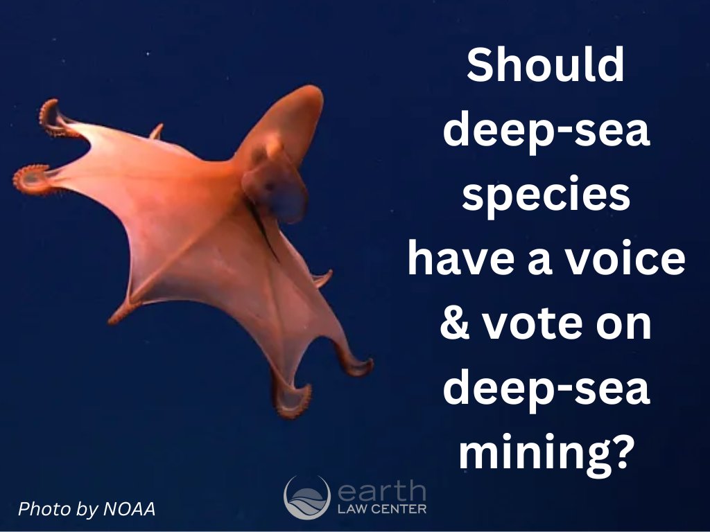 Should deep-sea species themselves have a formal seat &amp; vote within the International Seabed Authority? This is part of the movement to give ecosystems and species a voice in law.

Read more here docs.google.com/document/d/1H9… 

Express your interest here docs.google.com/forms/d/e/1FAI…