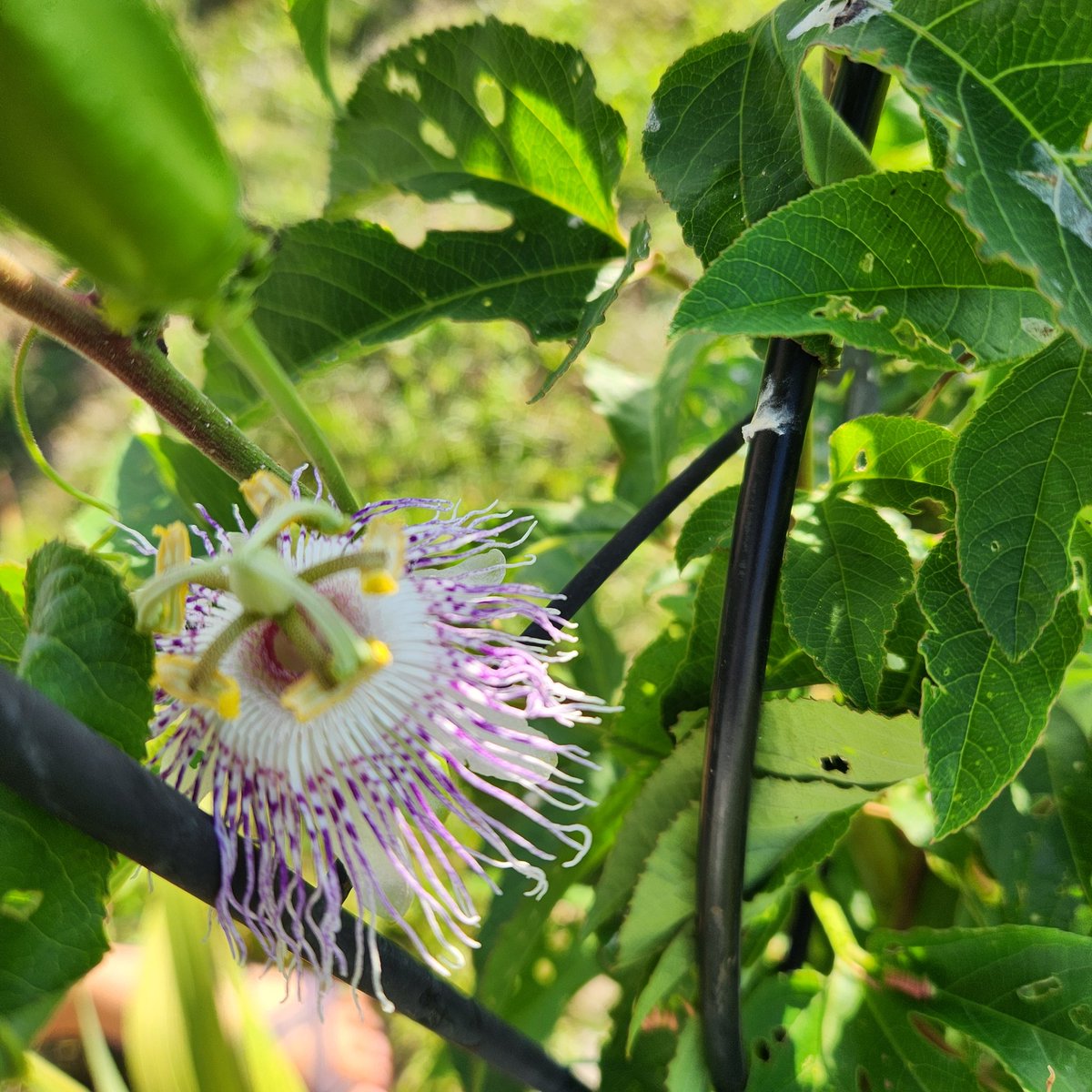 Jennifer Lynn Burrows tweet media