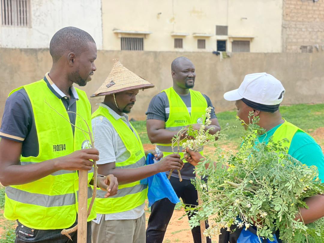MSakhir's tweet photo. Sur les 40 plants, 25 sont fruitiers dont des manguiers, arbres parrains de cette année. Bravo les gars pour l’engagement solide et la constance. #prodev4 #EngagementCitoyen #lacitéaucoeurdenosactions #SunuGoxSunuYitte https://t.co/H8vMeh7rHL