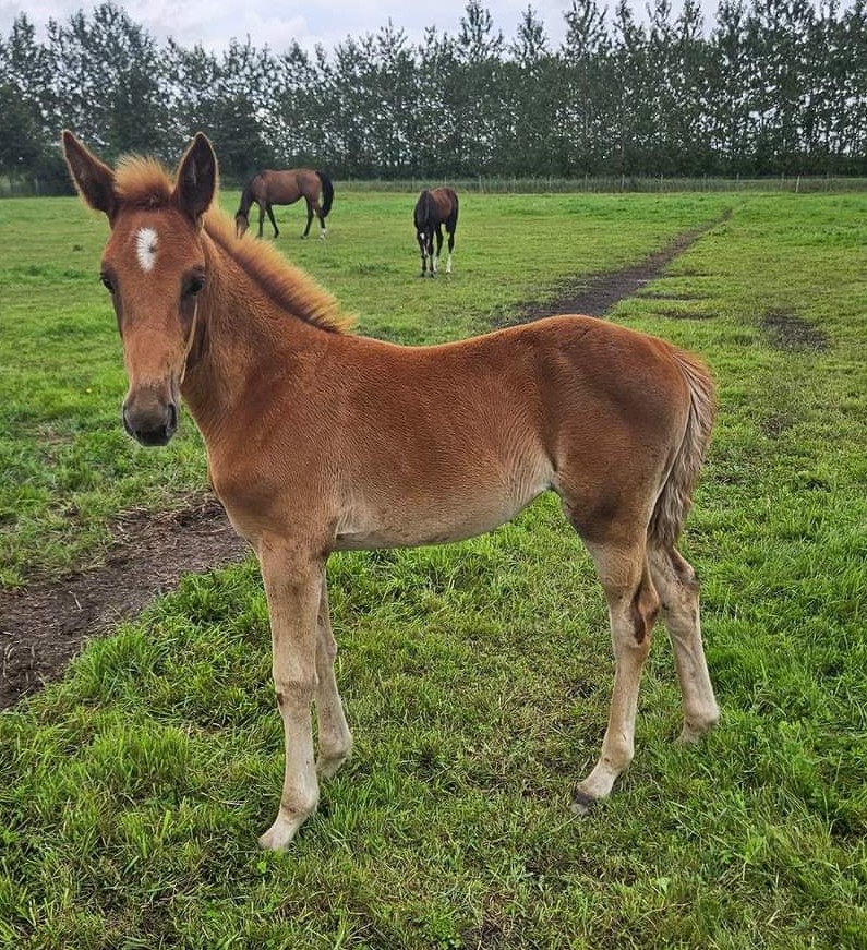 PSandsten's tweet photo. Omaha Beach GRS s e Maharajah u M.T.Lady Stardust ue Muscle  Hill https://t.co/kLjW59Z58E