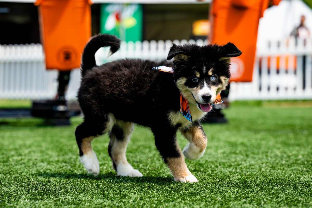 Browns's tweet photo. Everyone meet Jerry Chew-dy!! 🐾

See Jerry and the other pups up for adoption today at Training Camp as we kick off this year's #PuppyPound presented by @SugardaleFoods! https://t.co/yziKOPxnUi