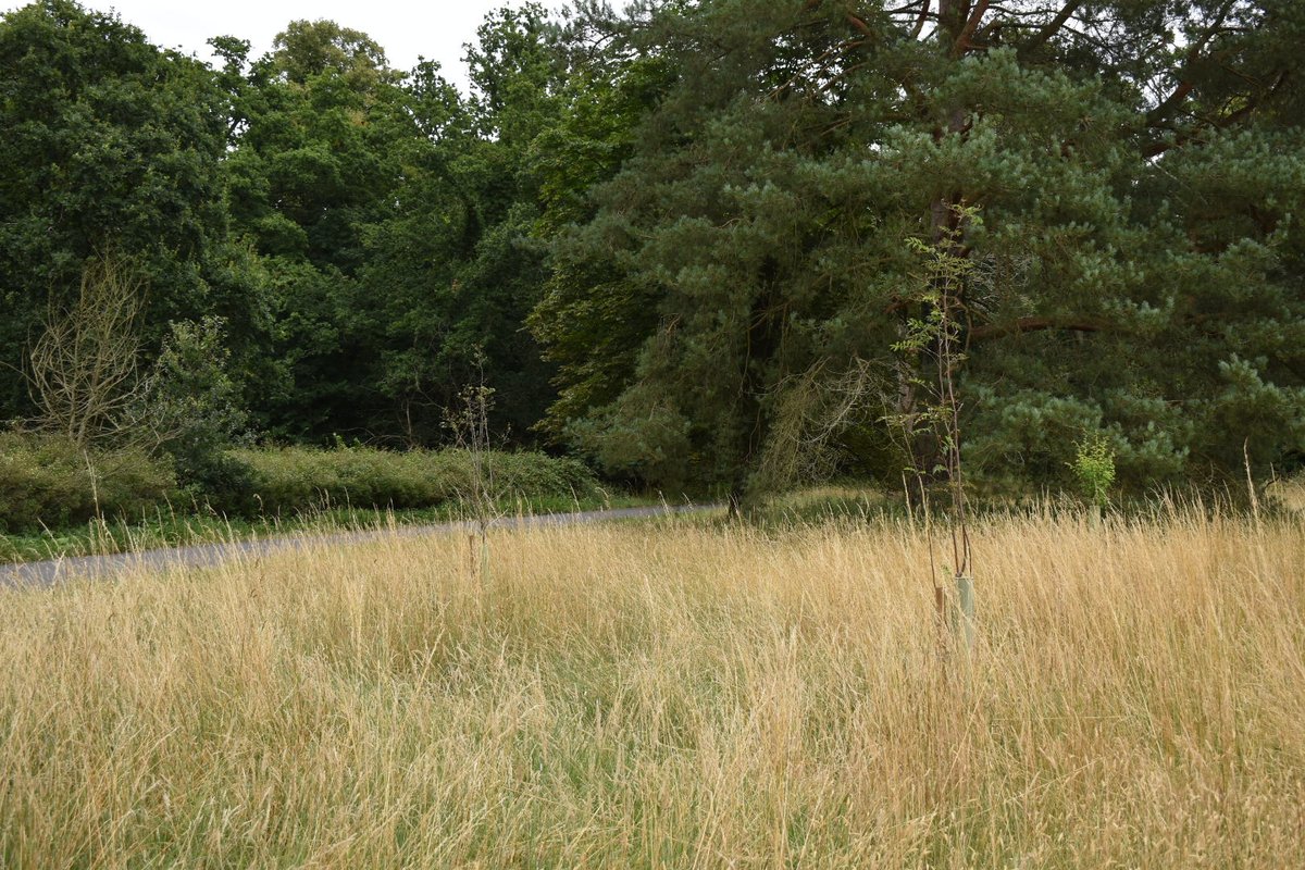 Our trees have done well - thanks to decent rainfall but regular watering has been necessary.  Out of the 12 trees we have lost one which we will replace later this year. They really complement the trees already on the green nd will provide some spring time grub for the birds.
