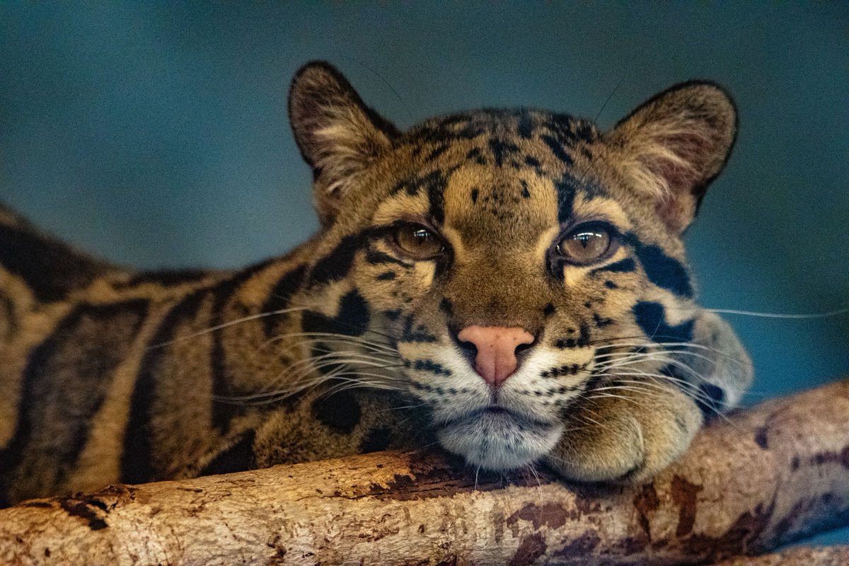 MemphisZoo's tweet image. A sleepy Sunday with Kamala. 🌥️ ❤️ 
#memphiszoo #cloudedleopard