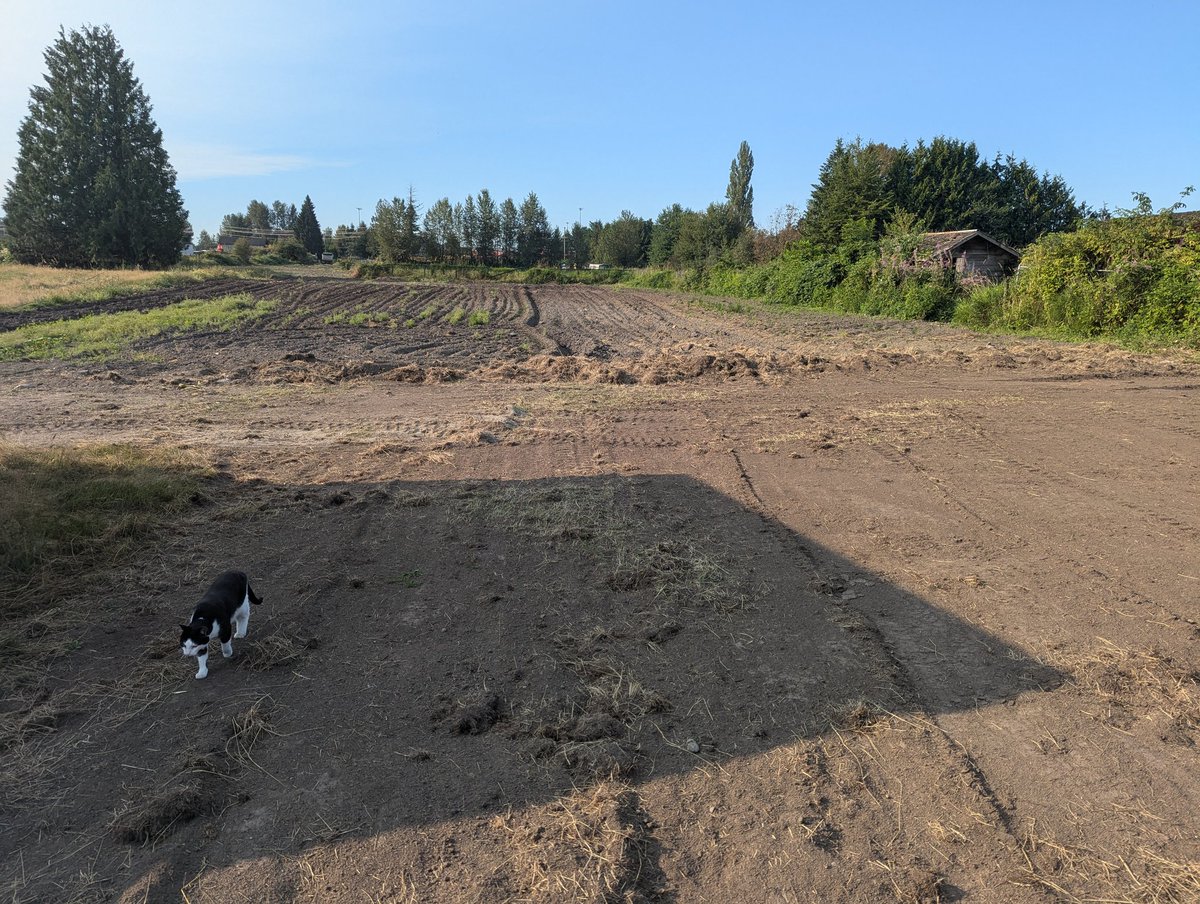 bretoncrellin's tweet image. I bet if my landlord actually farmed his farm instead of tiling it for the tax write-off he wouldn't be in such dire economic circumstances that he has to illegally increase my rent every 6 months.
 My neighbors already have ripe blueberries and waist high corn...
#bcfarms #ALR