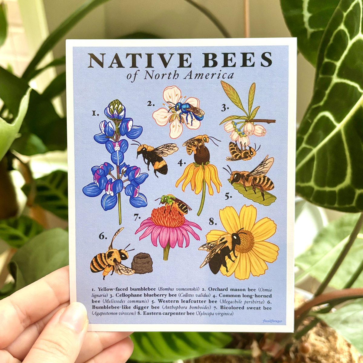 fossilforager's tweet image. Native bee prints &amp;amp; postcards just dropped! 🐝🌼