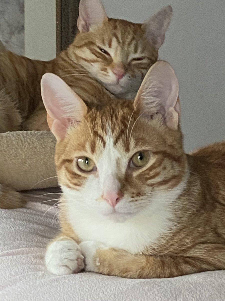 NachoCheeto222's tweet photo. Hello 👋 #cats #CatsAreFamily #catlovers #catlady #catdad #orangecat #gingercat #kittycat https://t.co/CWJ4G9Gcbh