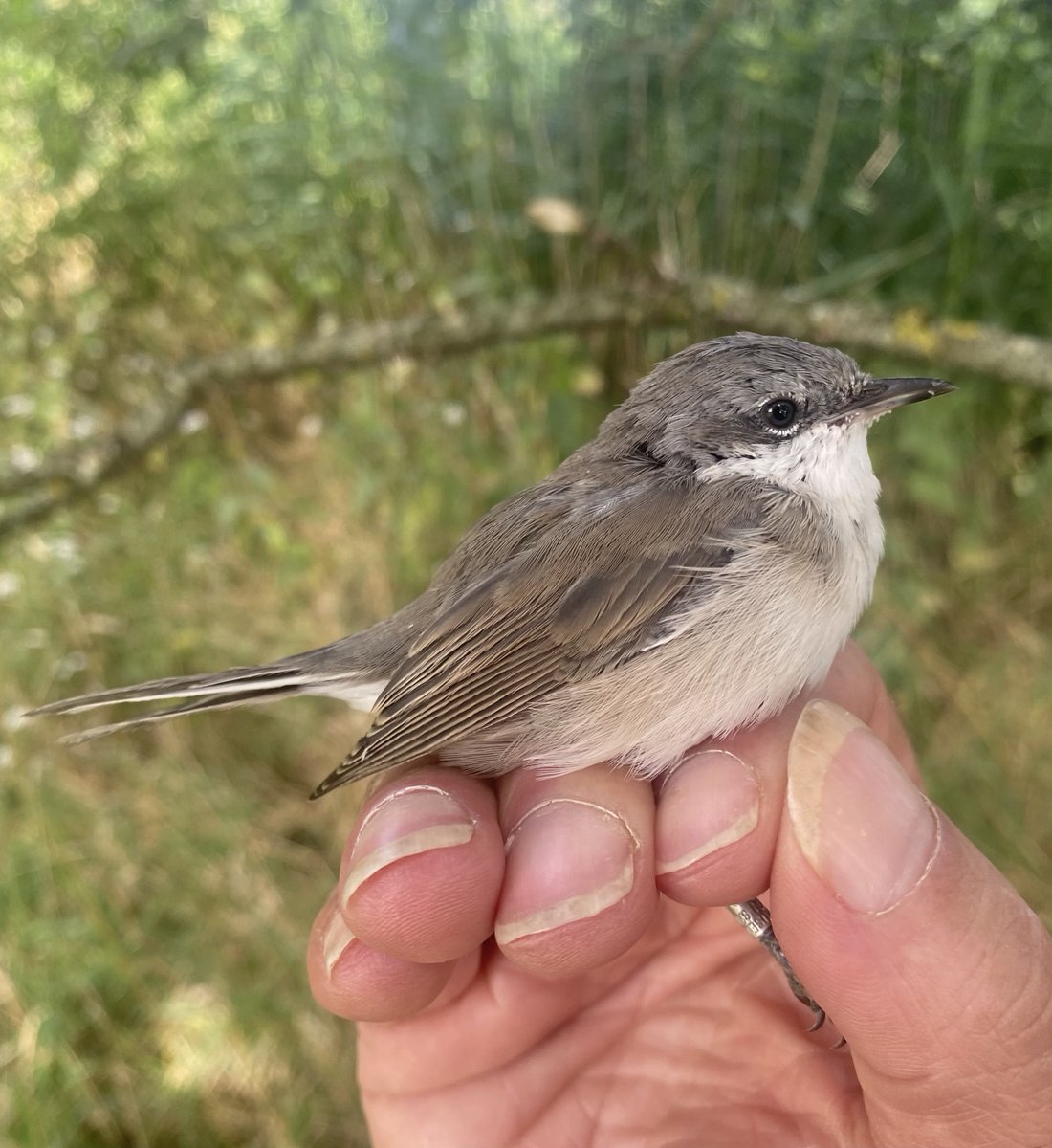 Chew Valley Ringing tweet media