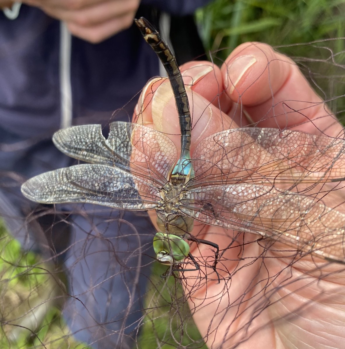 Chew Valley Ringing tweet media