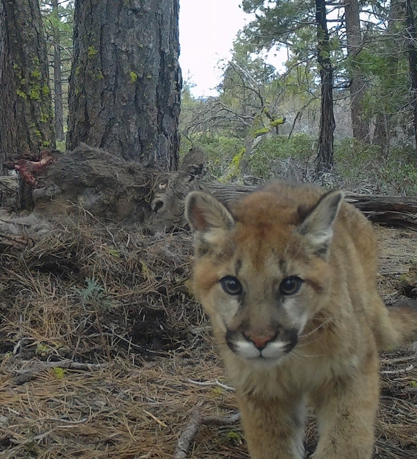 Julie K. Young, Ph.D. (@drjuliekyoung) on Twitter photo Congrats to <a href="/_JRandolph_/">John Randolph</a> (& others) on getting this published! Collaborative work on #cougar dispersal & habitat selection with data from @NvDOW, <a href="/CaliforniaDFW/">California Department of Fish and Wildlife</a>, & IWS: onlinelibrary.wiley.com/doi/10.1002/ecβ¦
<a href="/USU_WILD/">USU Wildland Resources</a> <a href="/QCNRUSU/">QCNR at USU</a> Congrats to <a href="/_JRandolph_/">John Randolph</a> (& others) on getting this published! Collaborative work on #cougar dispersal & habitat selection with data from @NvDOW, <a href="/CaliforniaDFW/">California Department of Fish and Wildlife</a>, & IWS: onlinelibrary.wiley.com/doi/10.1002/ecβ¦
<a href="/USU_WILD/">USU Wildland Resources</a> <a href="/QCNRUSU/">QCNR at USU</a>