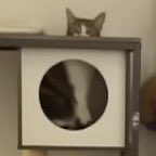 hey <a href="/SSS_Stream/">Secret Sleepover Society</a> why do you have the best creature in the world. she’s just in a box and I can’t stop thinking about her.