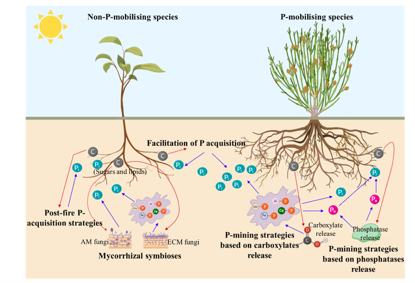 PlantCellEnvir's tweet photo. Plants in P-poor environments evolve diverse survival strategies. Fabaceae and Myrtaceae show a wider range of P-acquisition tactics than Proteaceae, offering new insights into plant adaptation in nutrient-scarce ecosystems.

https://t.co/faofzAk7DQ @wileyplantsci #OpenAccess https://t.co/TjonrphecV